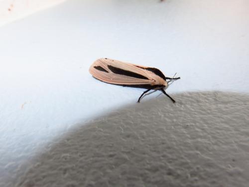 Creatonotos gangis